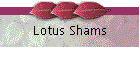 Lotus Shams