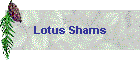 Lotus Shams