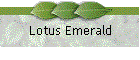 Lotus Emerald